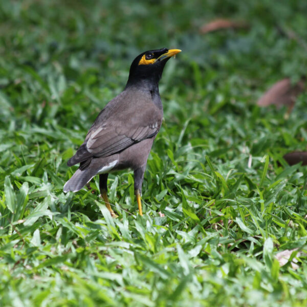 Koninklijke tuinen van Peradeniya - Kandy - Sri Lanka