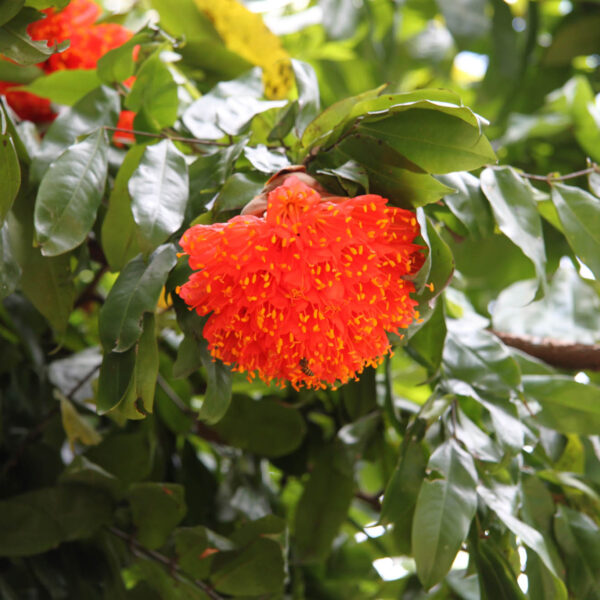 Koninklijke tuinen van Peradeniya - Kandy - Sri Lanka