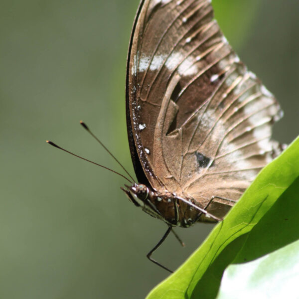 Koninklijke tuinen van Peradeniya - Kandy - Sri Lanka