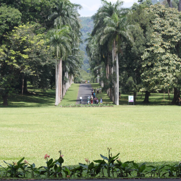 Koninklijke tuinen van Peradeniya - Kandy - Sri Lanka