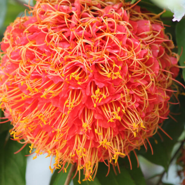 Koninklijke tuinen van Peradeniya - Kandy - Sri Lanka