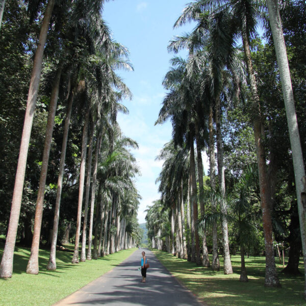 Koninklijke tuinen van Peradeniya - Kandy - Sri Lanka