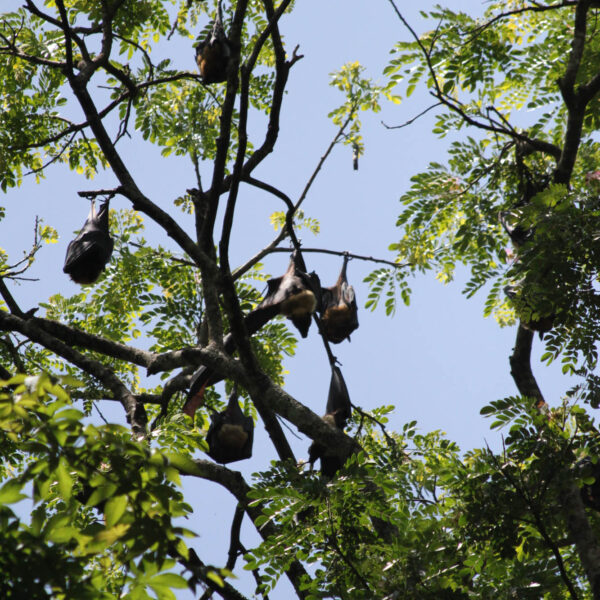 Koninklijke tuinen van Peradeniya - Kandy - Sri Lanka