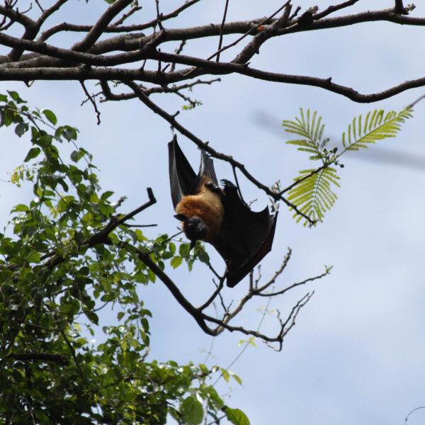 Koninklijke tuinen van Peradeniya - Kandy - Sri Lanka