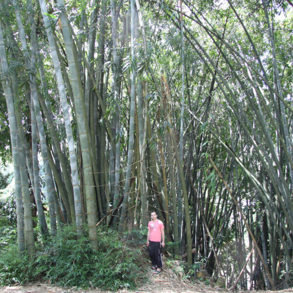 Koninklijke tuinen van Peradeniya - Kandy - Sri Lanka