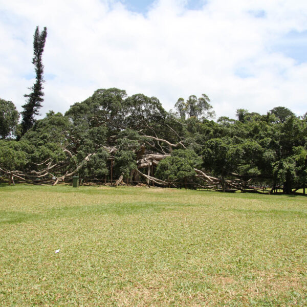Koninklijke tuinen van Peradeniya - Kandy - Sri Lanka
