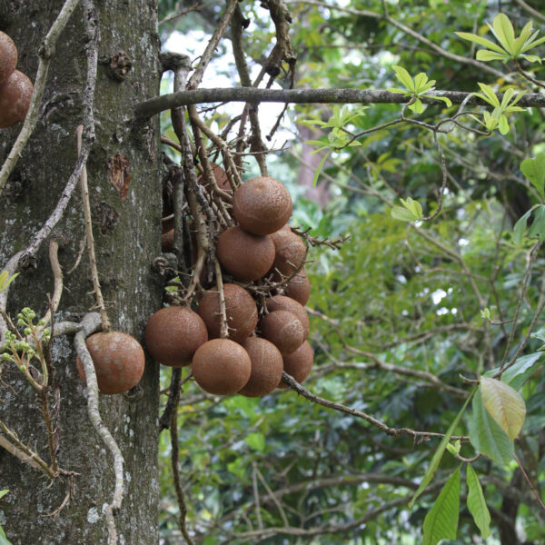 Koninklijke tuinen van Peradeniya - Kandy - Sri Lanka
