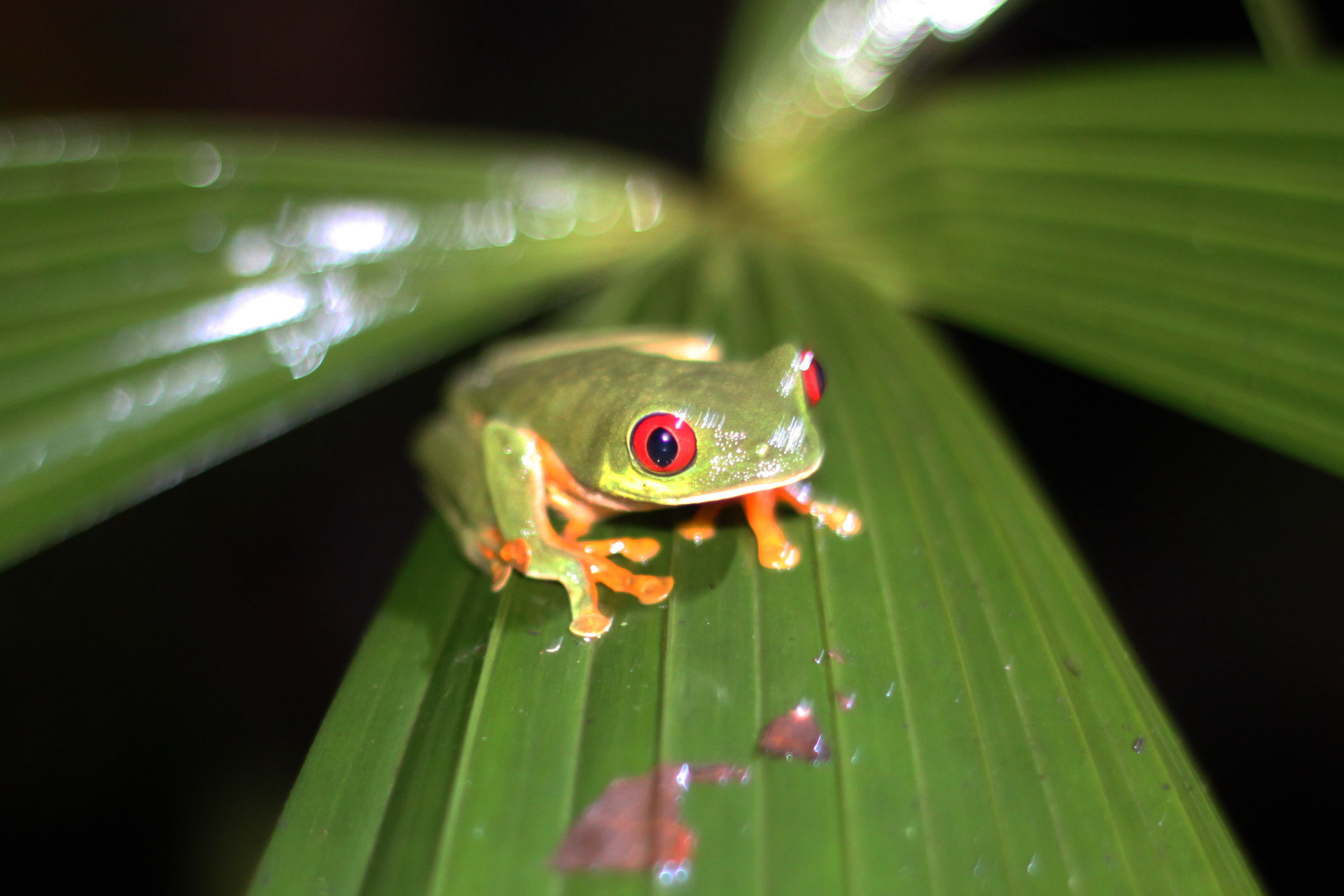 5 reden om naar Costa Rica te reizen - Dieren spotten: gifkikker