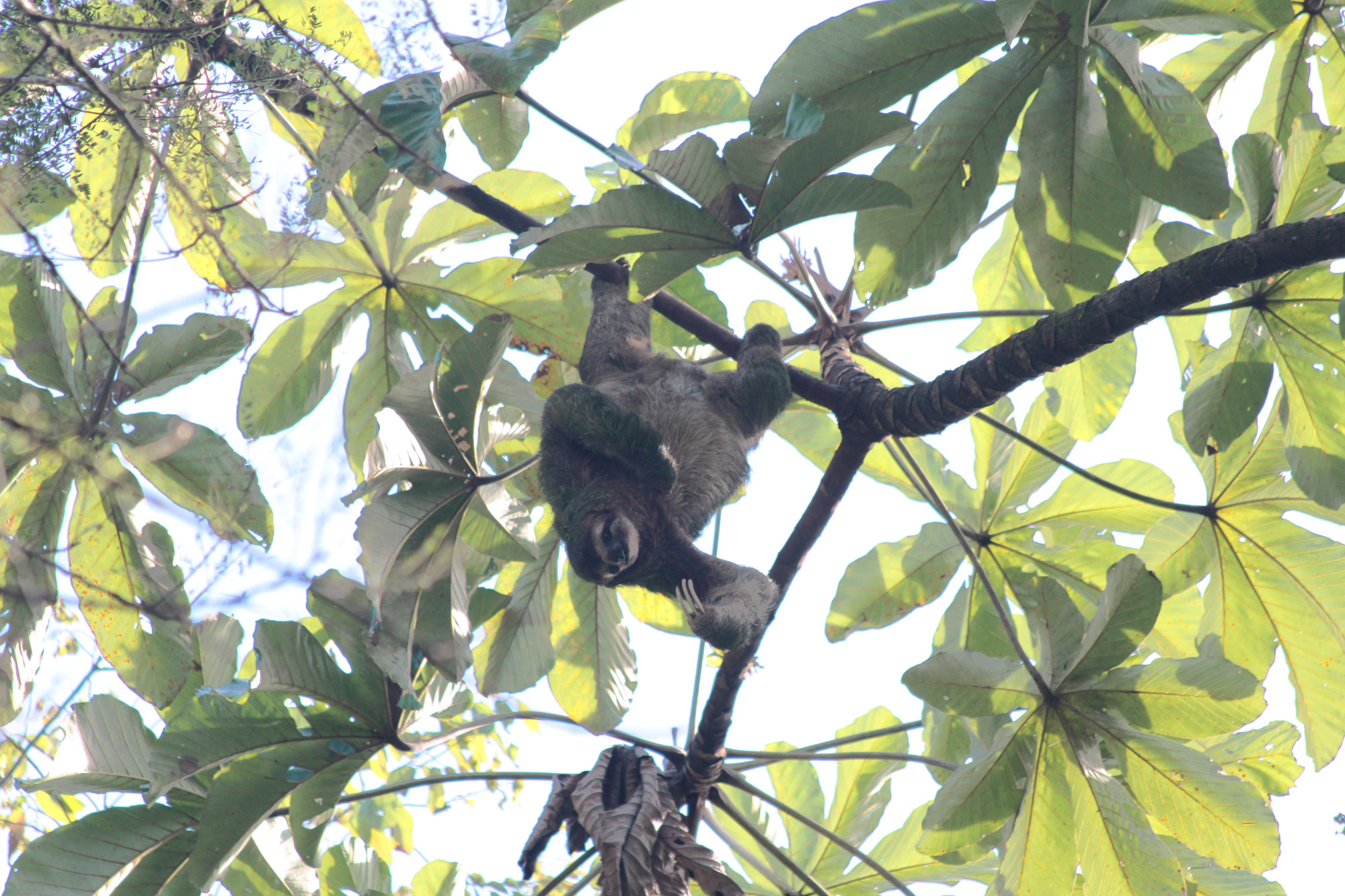 5 reden om naar Costa Rica te reizen - Dieren spotten: luiaard