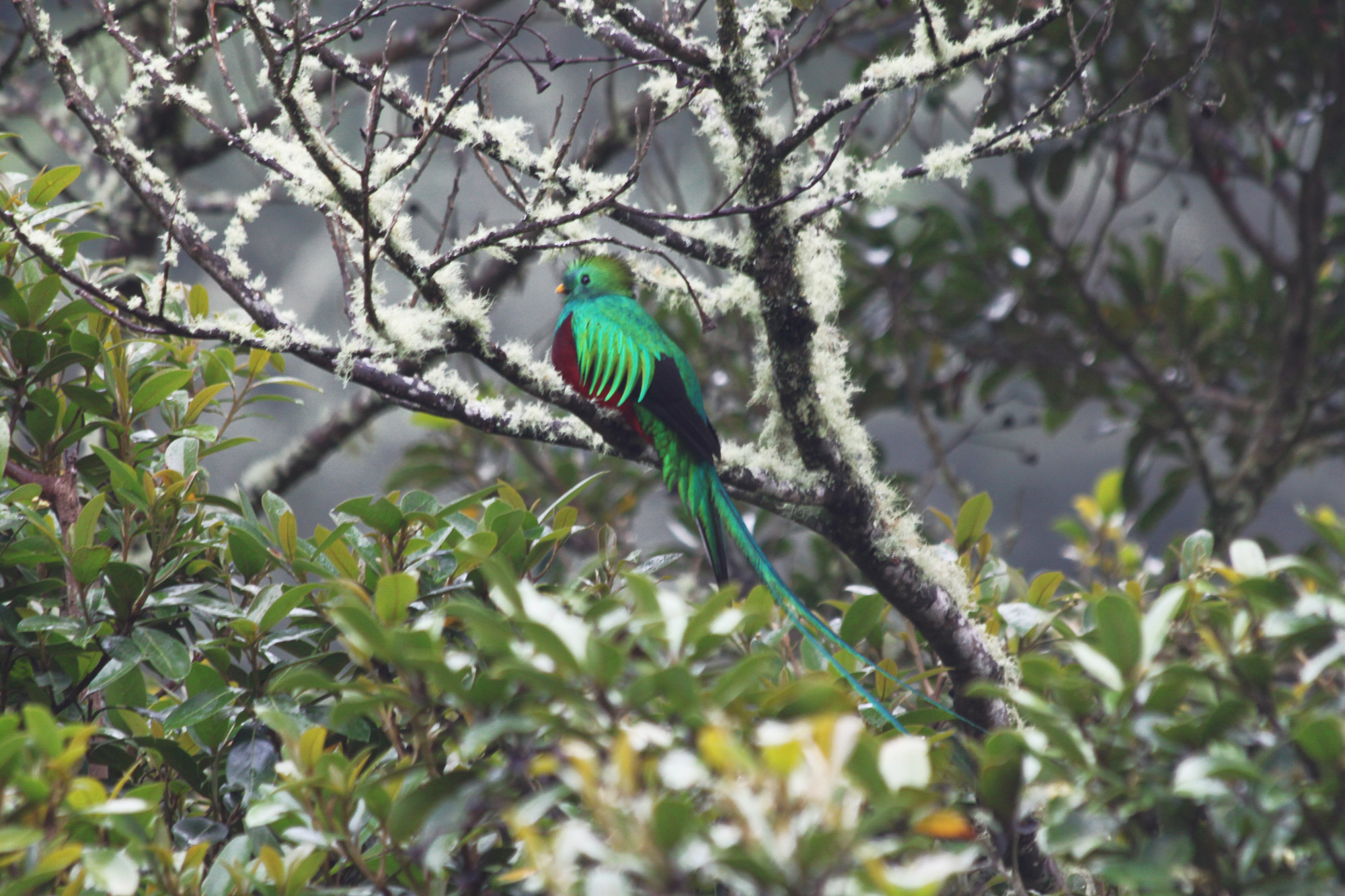 5 reden om naar Costa Rica te reizen - Dieren spotten: Quetzal