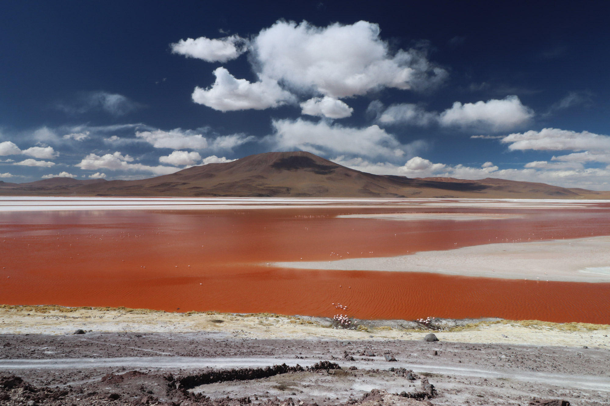 De 5 mooiste reismomenten van 2016 - De mooie kleuren van Laguna Colorada