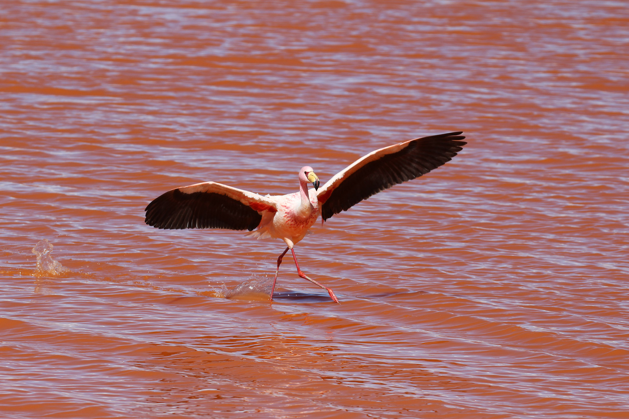 Reisverslag Bolivia: Four Days Of Fantasy Tour - Dansende flamingo bij Laguna Colorada