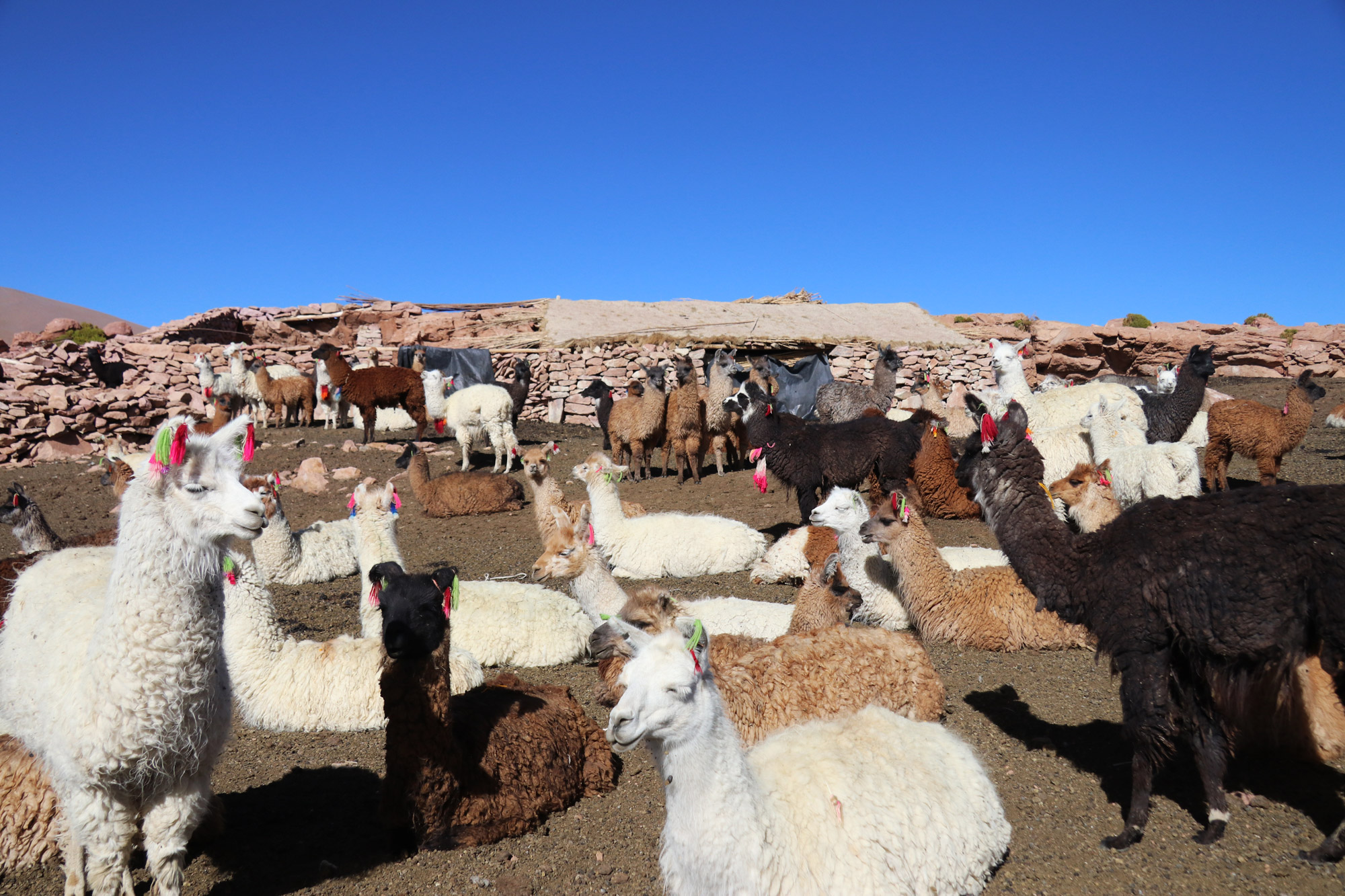 Reisverslag Bolivia: Four Days Of Fantasy Tour - Lamaboerderij in Quetana Grance