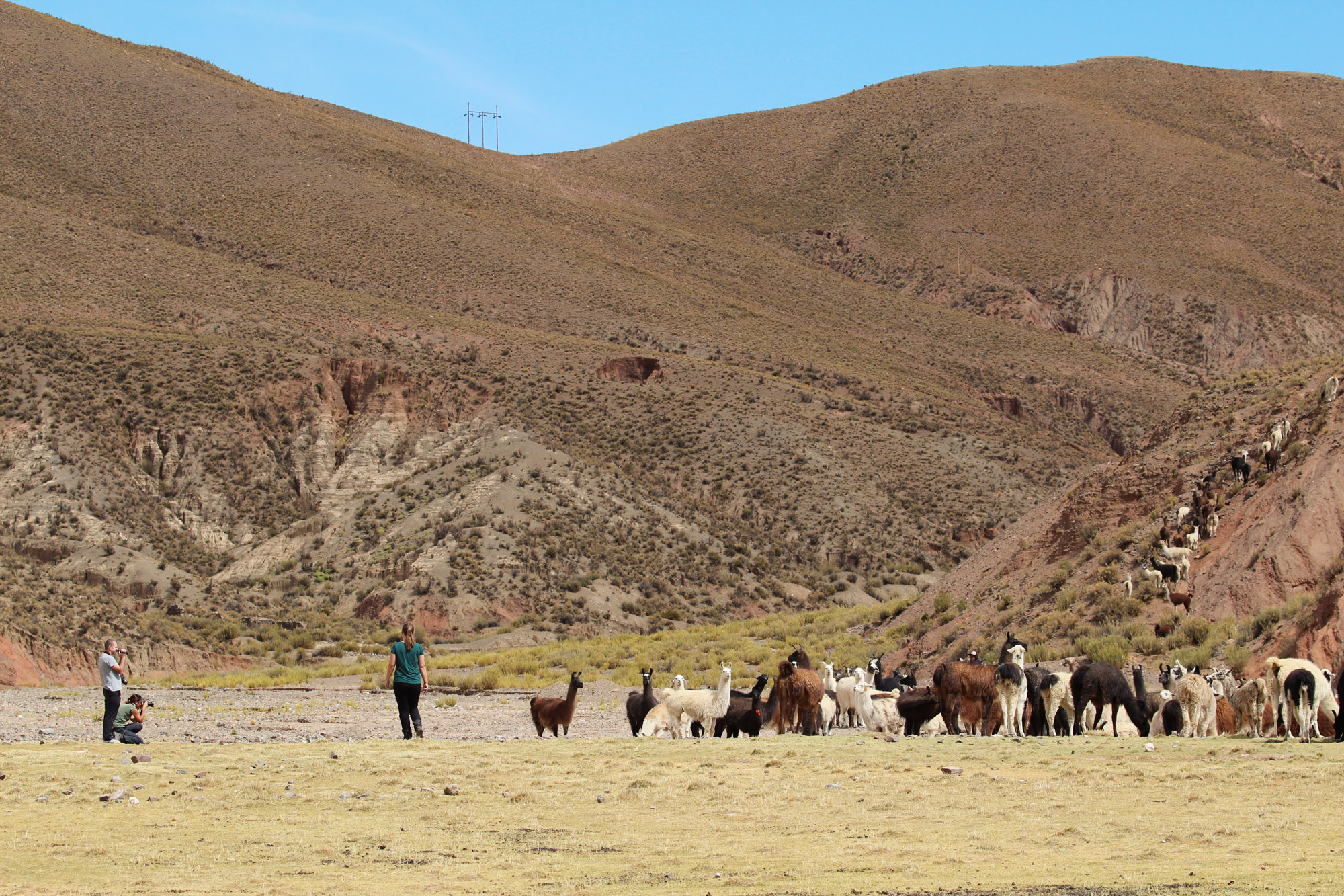 Reisverslag Bolivia: Four Days Of Fantasy Tour - Lama's bij Nazarenito