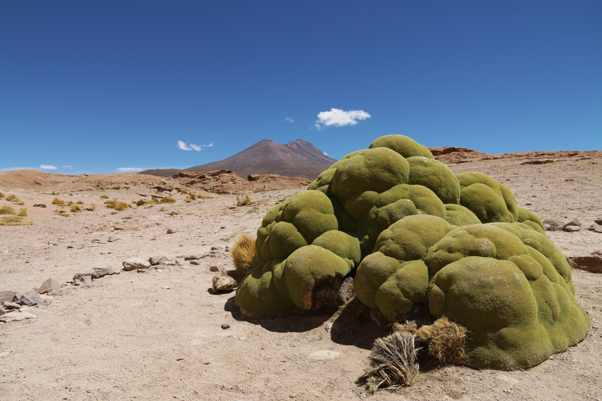 Reisverslag Bolivia: 's wereld grootste zoutvlakte - Bijzonder mos