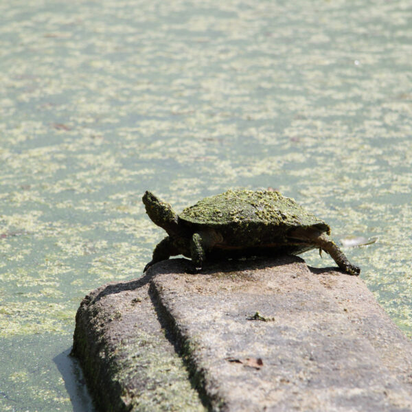 Kuttam Pokuna - Anuradhapura - Sri Lanka