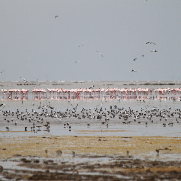 Manyara National Park - Tanzania