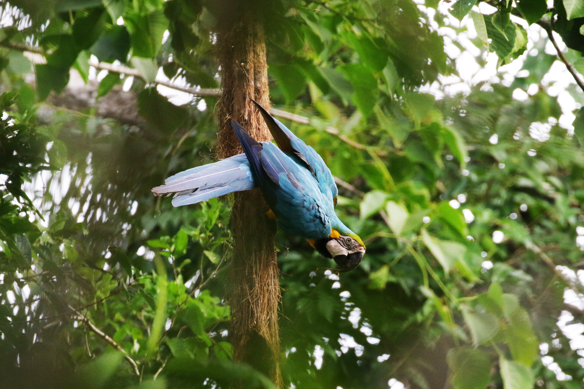 Reisverslag Bolivia: Door het Amazonegebied struinen - Een blauwe ara bij het uitzichtplatform