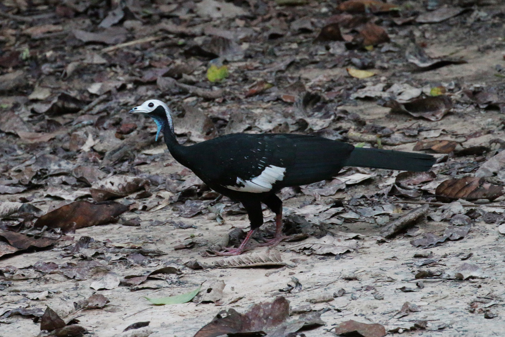 Reisverslag Bolivia: Door het Amazonegebied struinen - Blue Throated Piping Guan