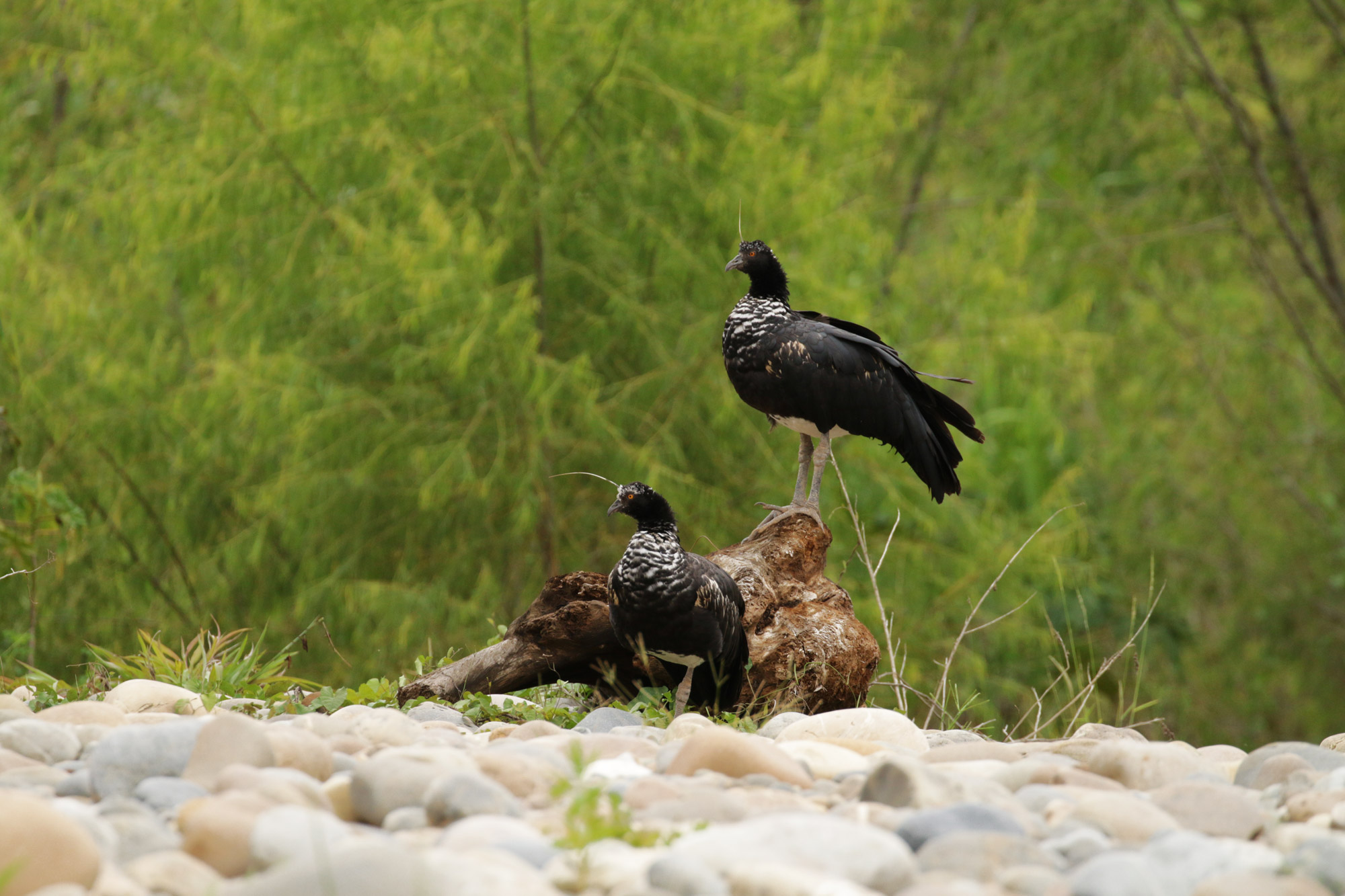 Reisverslag Bolivia: Door het Amazonegebied struinen - Langs de oevers zien we de horned screamer