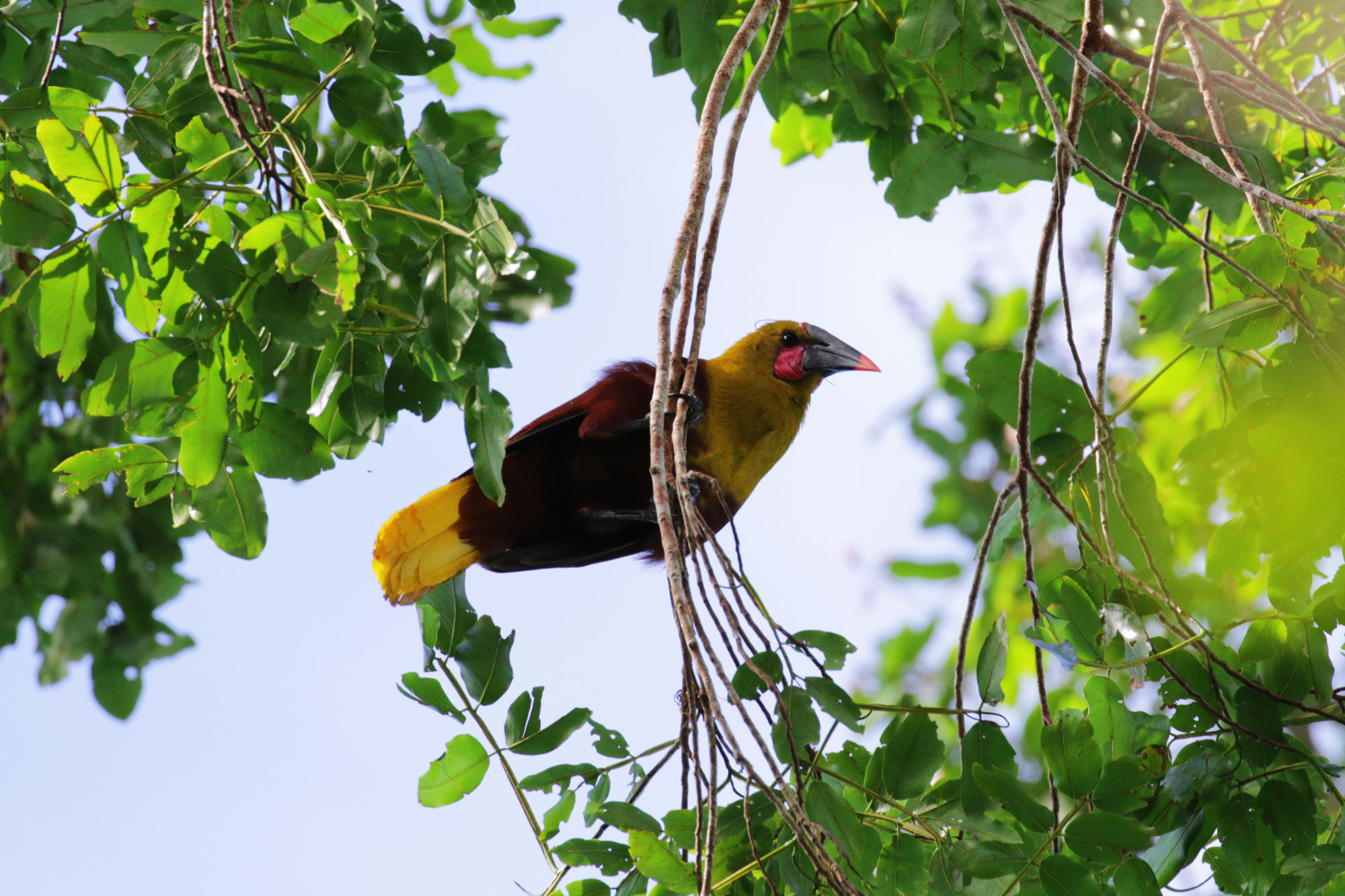 Reisverslag Bolivia: Door het Amazonegebied struinen - Een olive oropendola