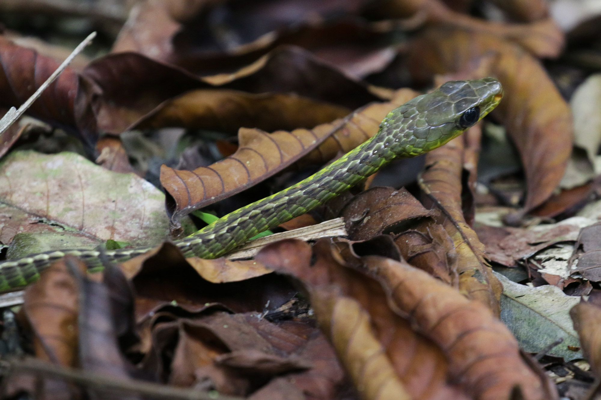 Reisverslag Bolivia: Door het Amazonegebied struinen - Tussen de bladeren verschijnt een slang