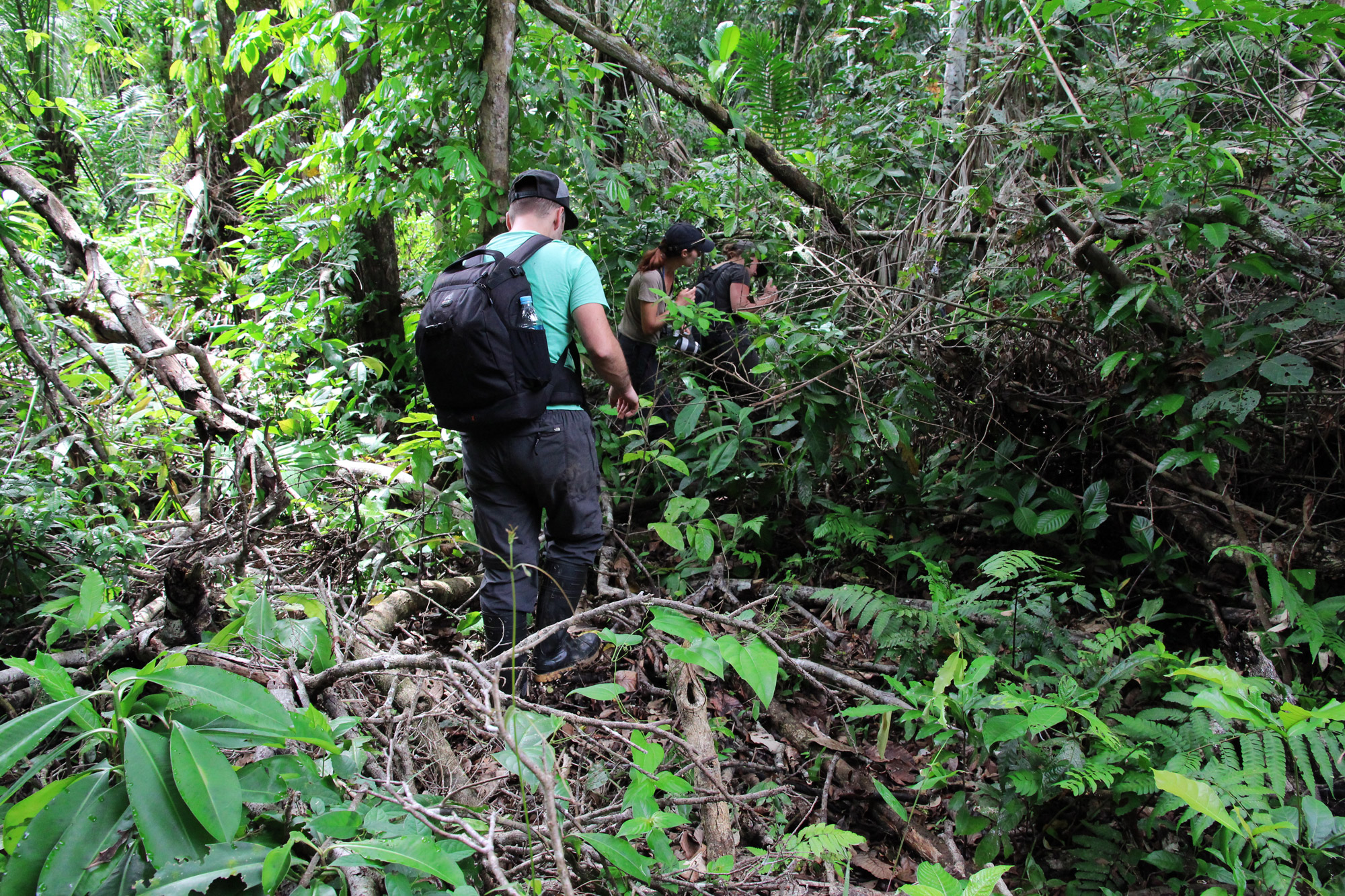 Reisverslag Bolivia: Door het Amazonegebied struinen - Wandelen door de dichte jungle zonder dat er een pad is