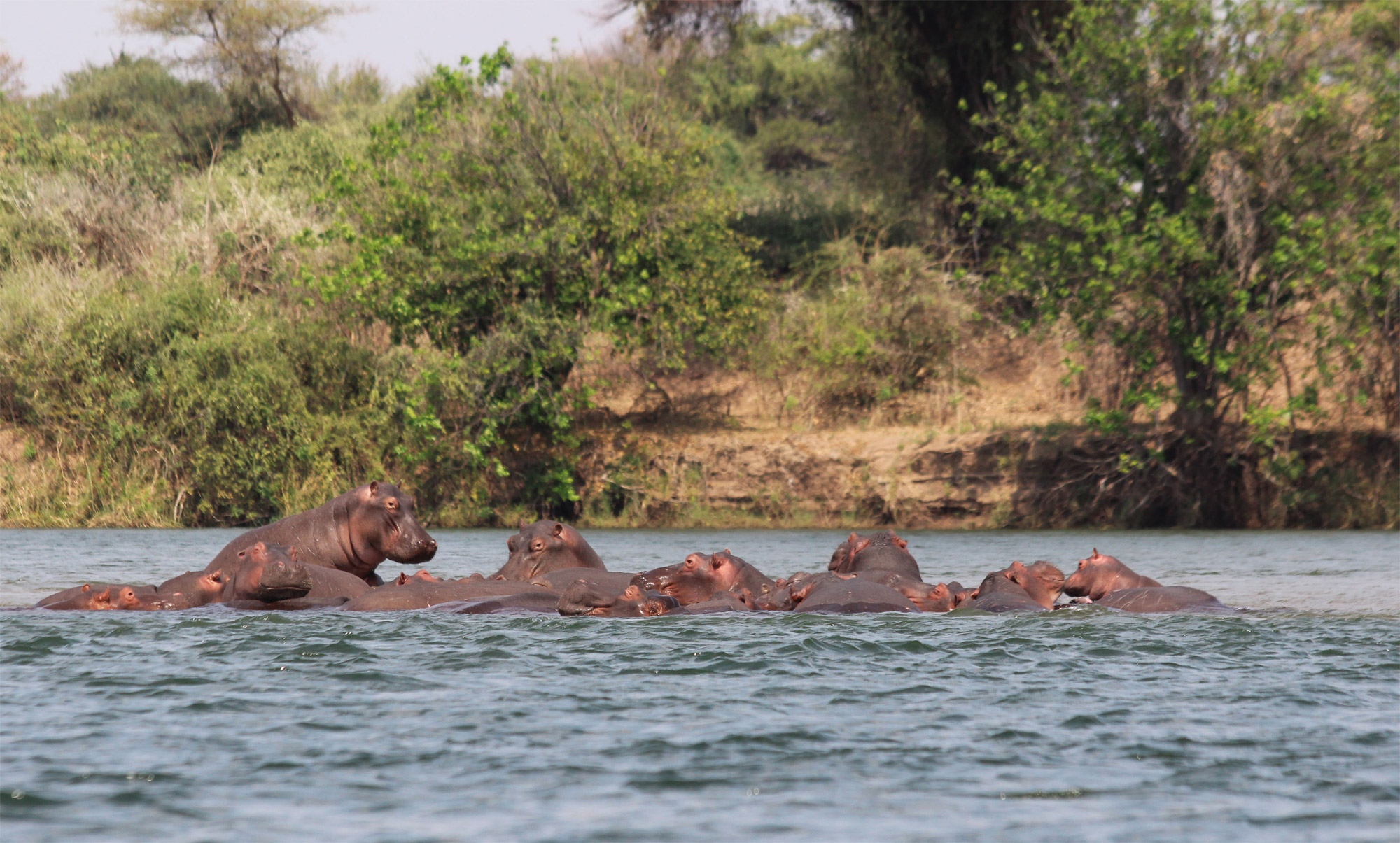 Slalommen om nijlpaarden - een avontuur op de machtige Zambezi rivier - Nijlpaarden in de Zambezi rivier