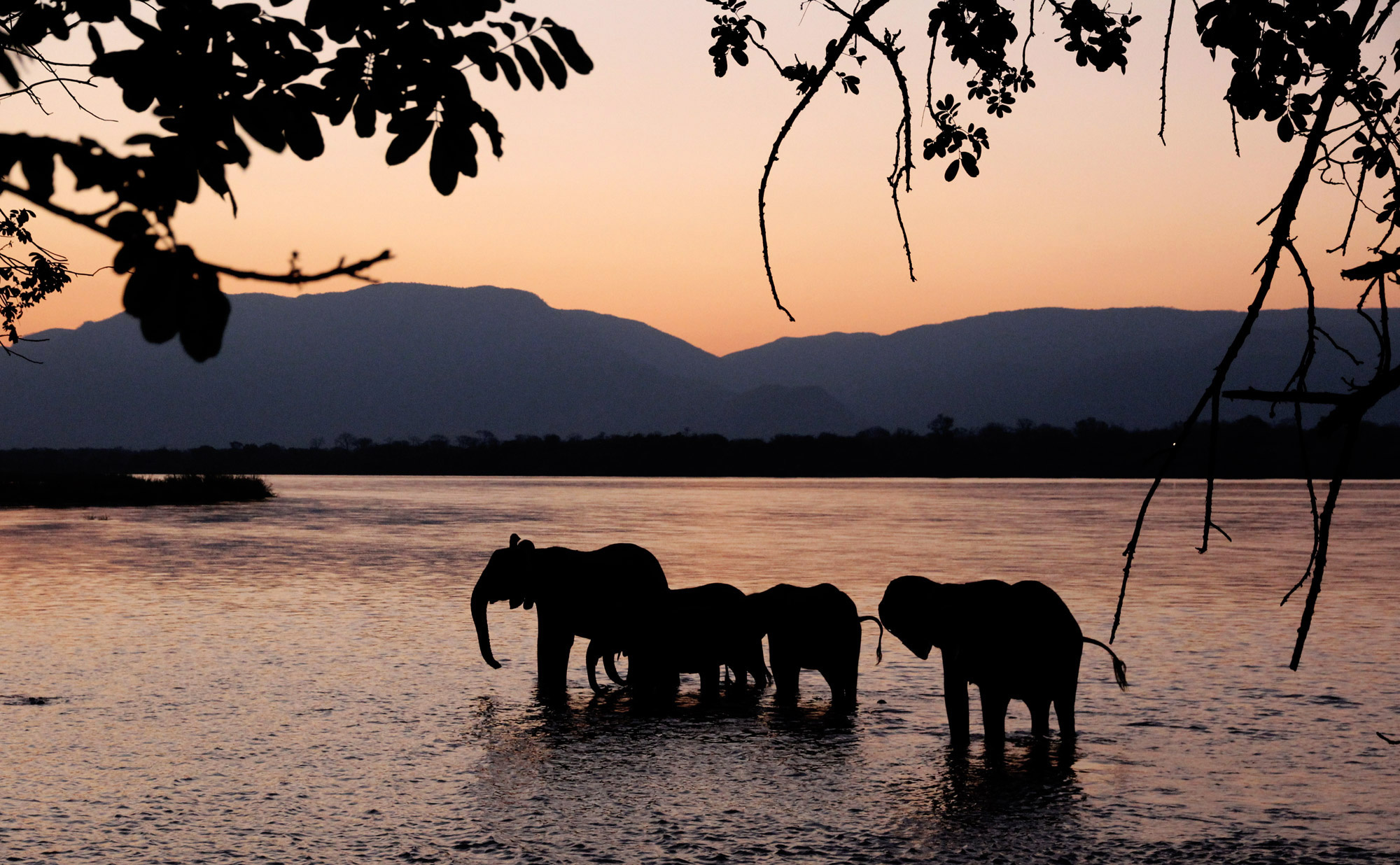 Slalommen om nijlpaarden - een avontuur op de machtige Zambezi rivier - Olifanten in de Zambezi rivier