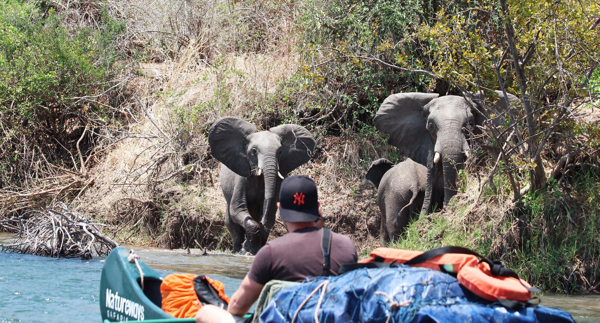 Slalommen om nijlpaarden - een avontuur op de machtige Zambezi rivier - Oog in oog met olifanten