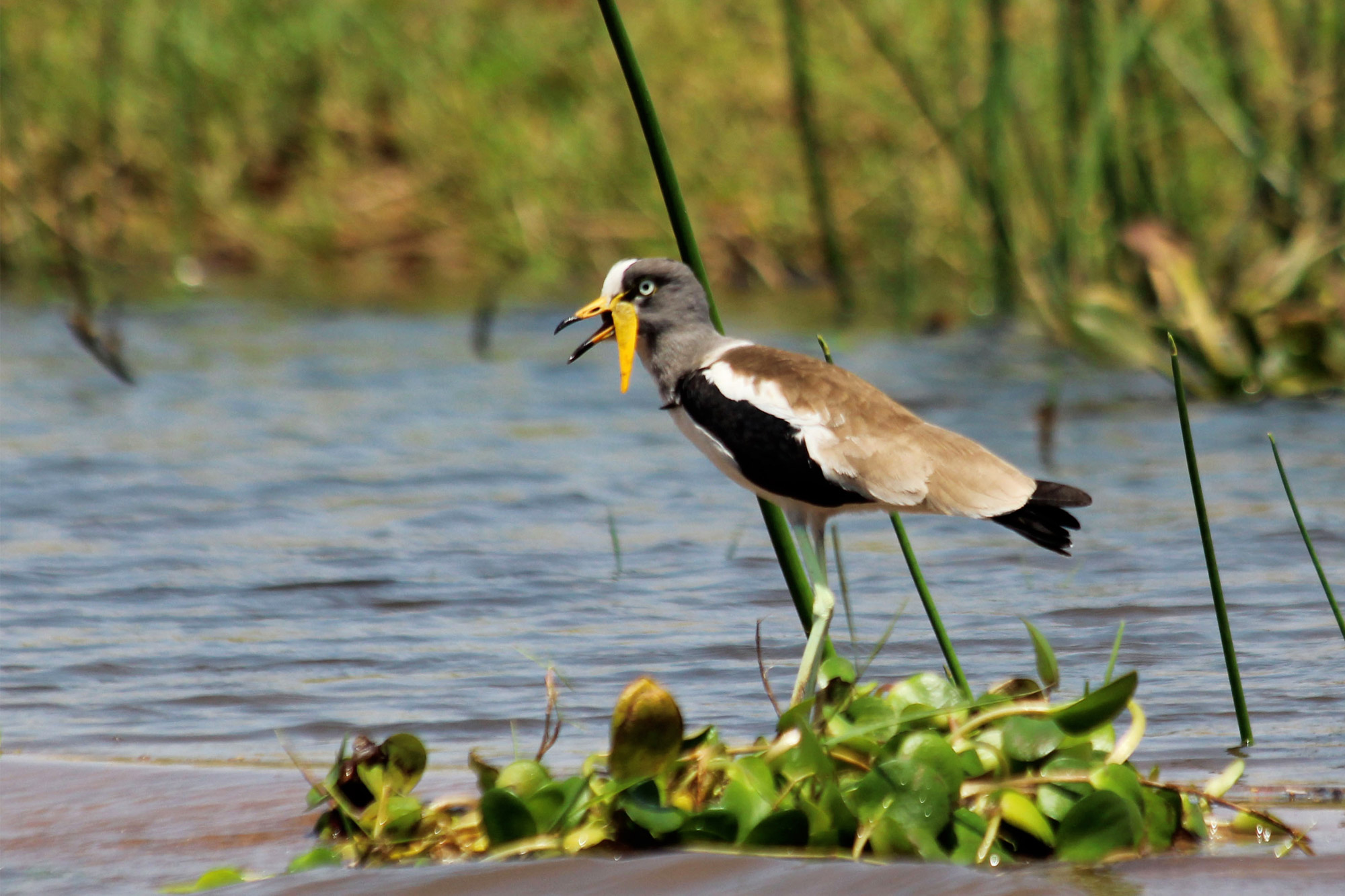 Slalommen om nijlpaarden - een avontuur op de machtige Zambezi rivier - White Crowned Lapwing