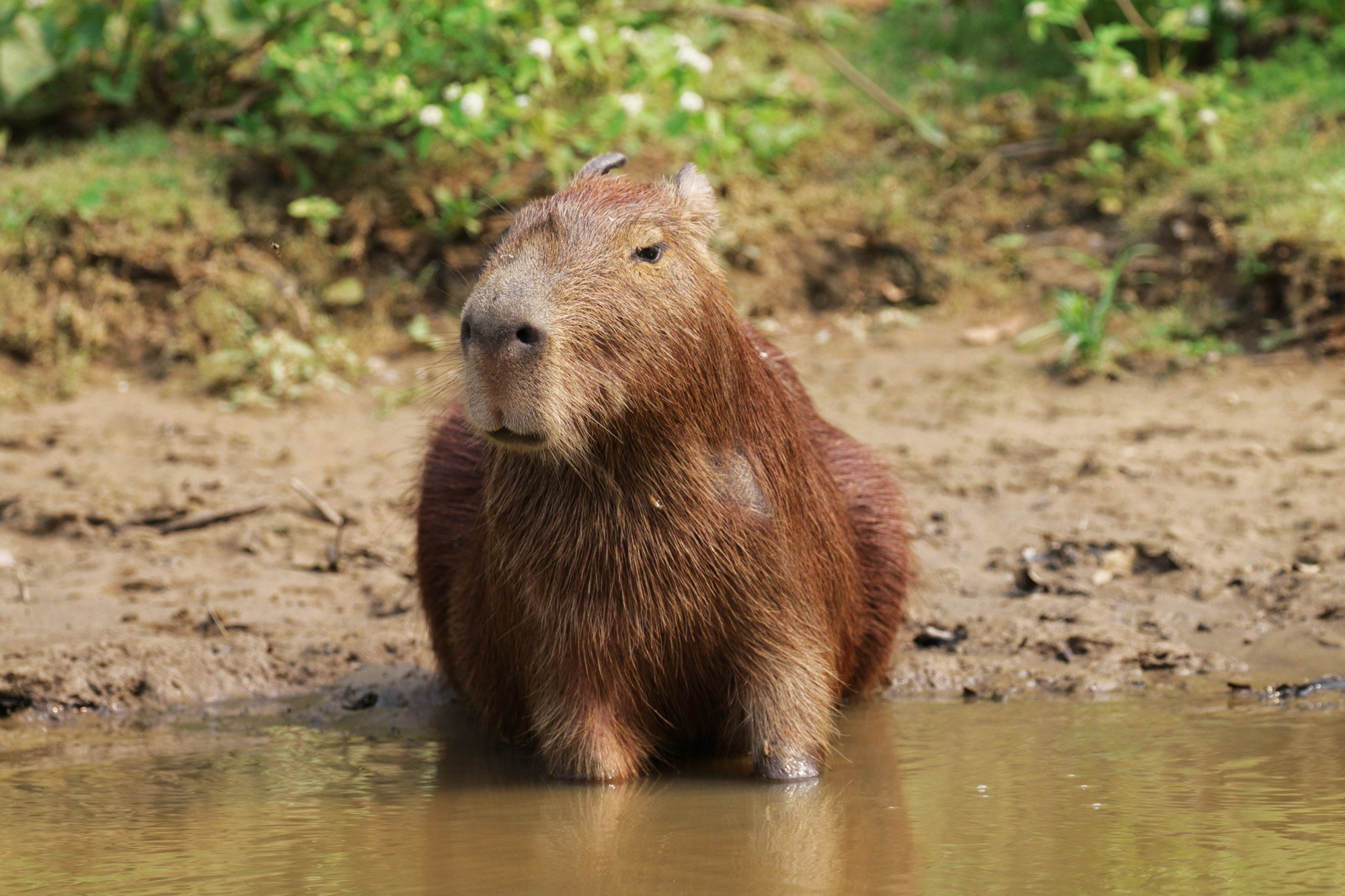 Reisverslag Bolivia: De wetlands van Bolivia - Capibara