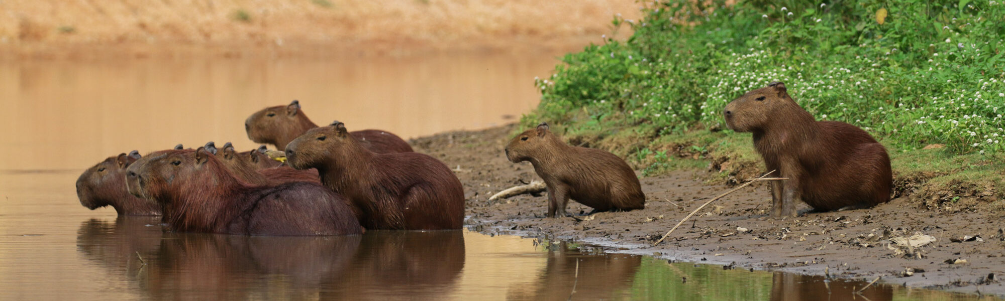 Reisverslag Bolivia: De wetlands van Bolivia - Een groepje capibara's