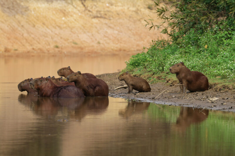 Reisverslag Bolivia: De wetlands van Bolivia - Een groepje capibara's