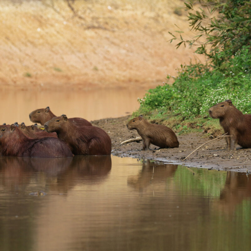 Reisverslag Bolivia: De wetlands van Bolivia - Een groepje capibara's