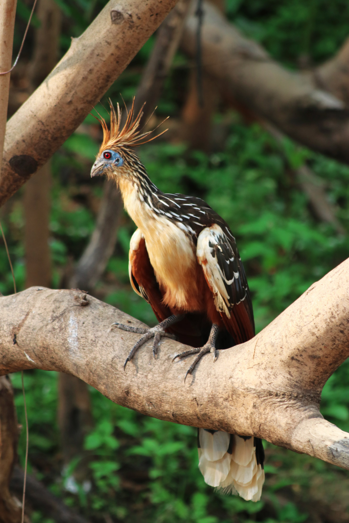 Reisverslag Bolivia: De wetlands van Bolivia - Hoatzin, ook wel stinkvogel genoemd