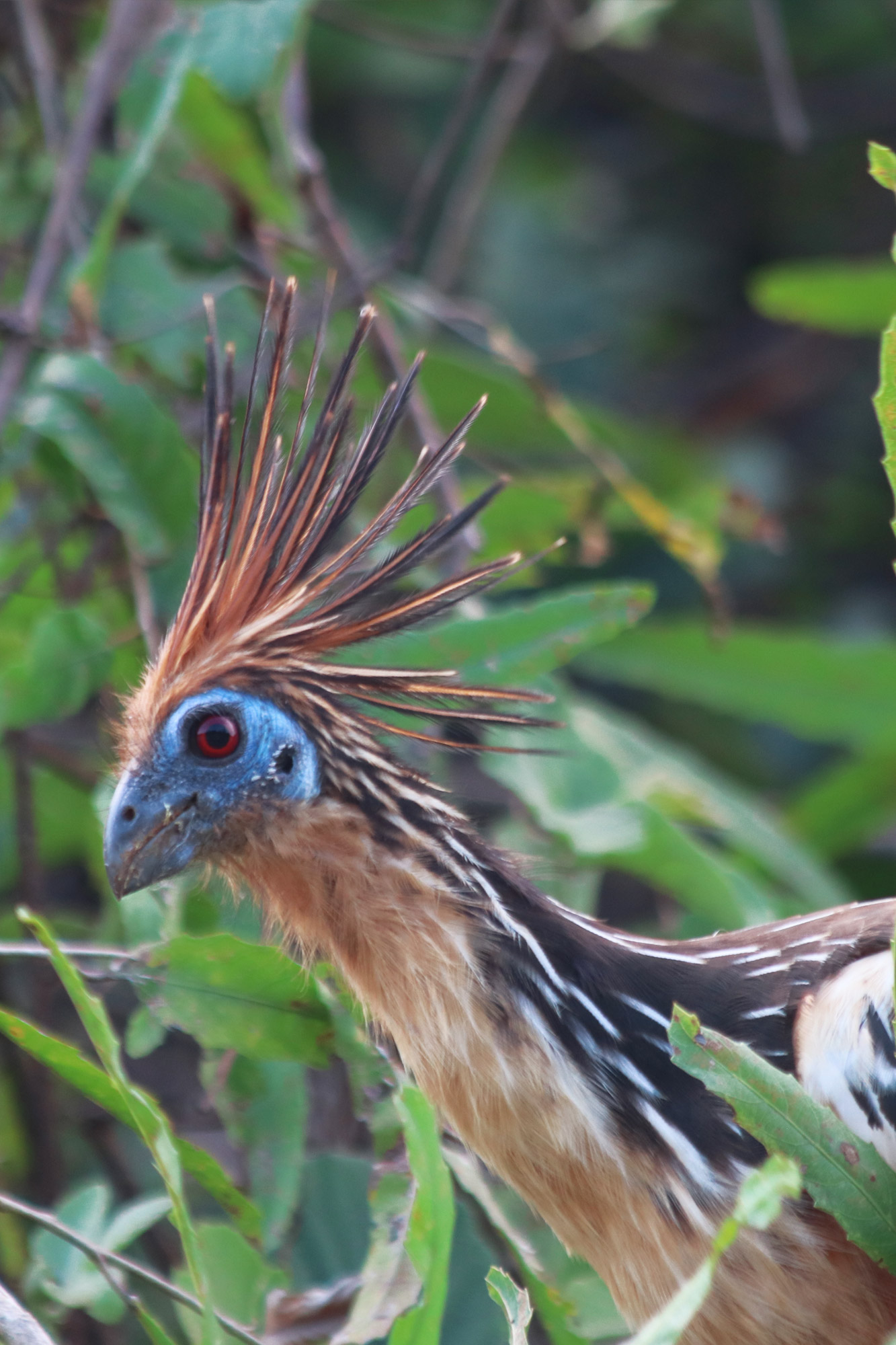 Reisverslag Bolivia: De wetlands van Bolivia - Hoatzin, ook wel stinkvogel genoemd