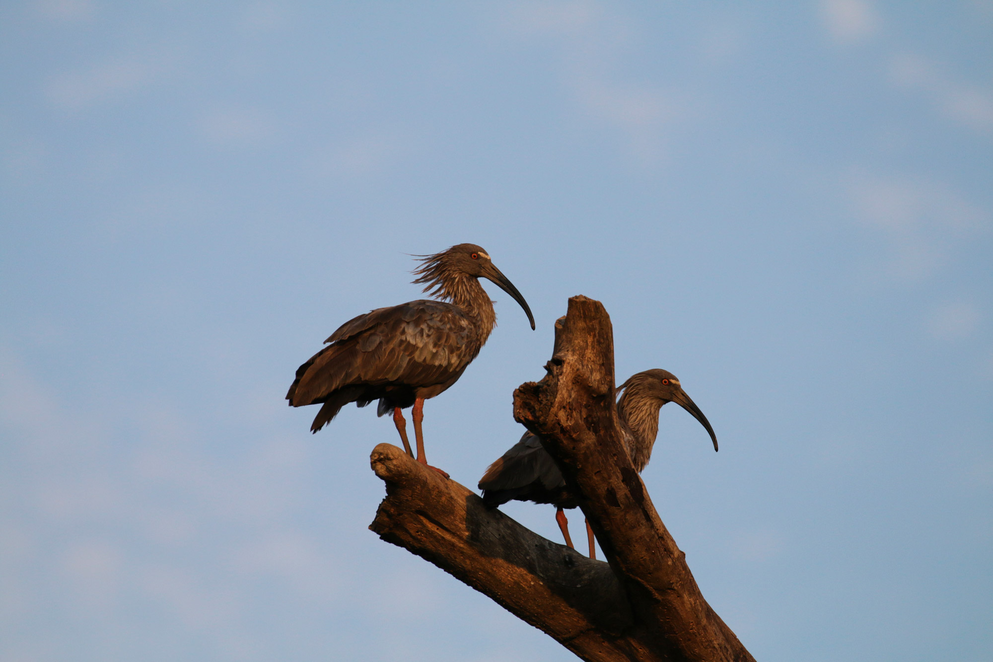 Reisverslag Bolivia: De wetlands van Bolivia - Ibis