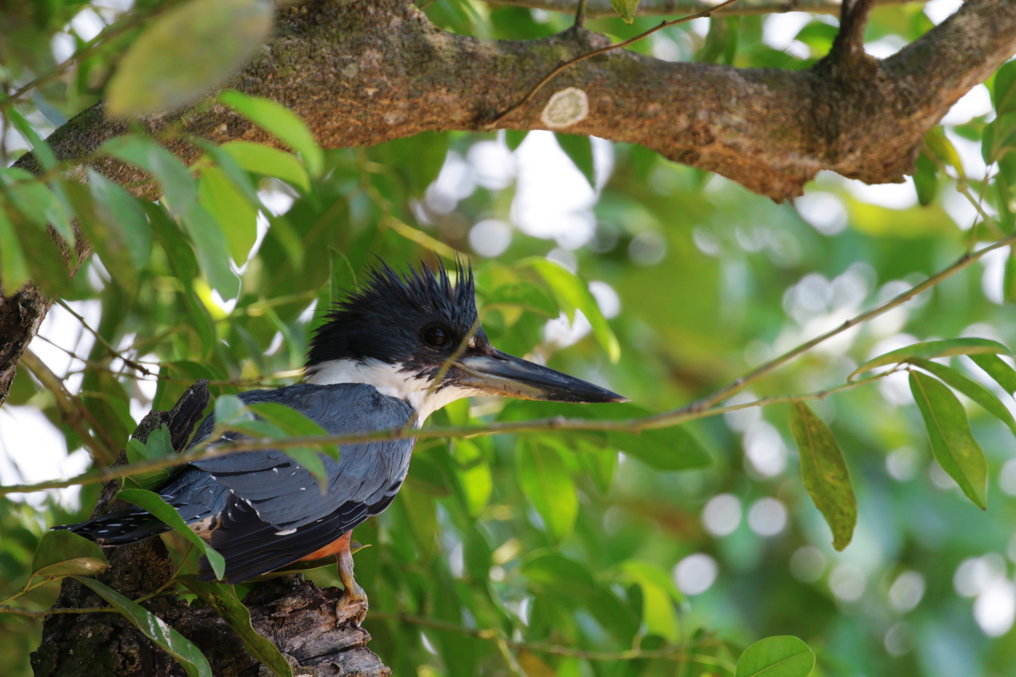 Reisverslag Bolivia: De wetlands van Bolivia - IJsvogel