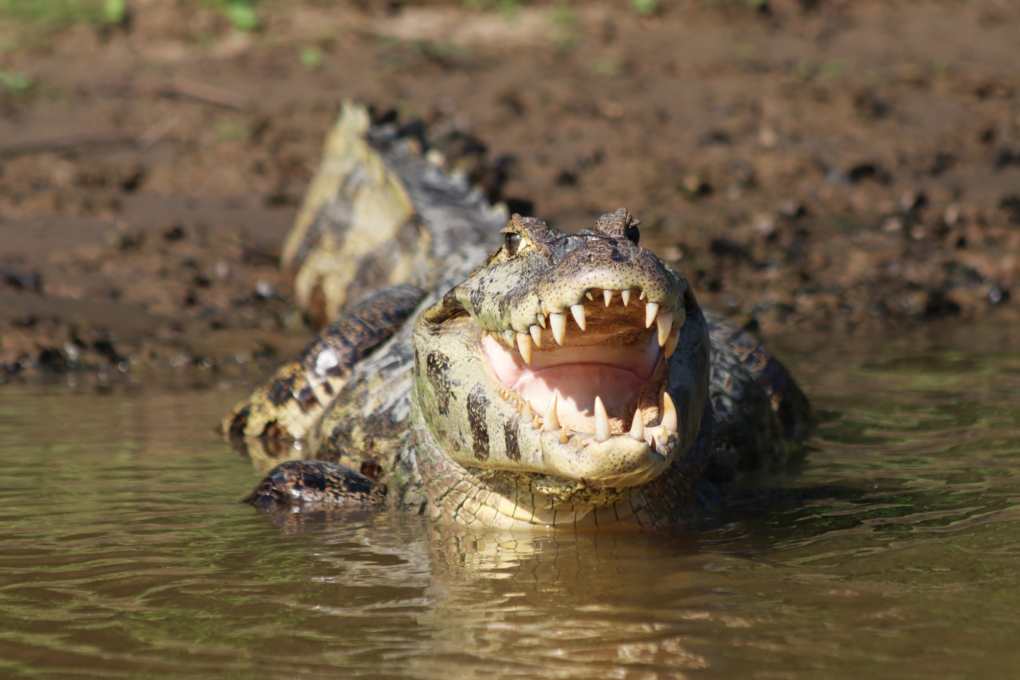 Reisverslag Bolivia: De wetlands van Bolivia - Kaaiman