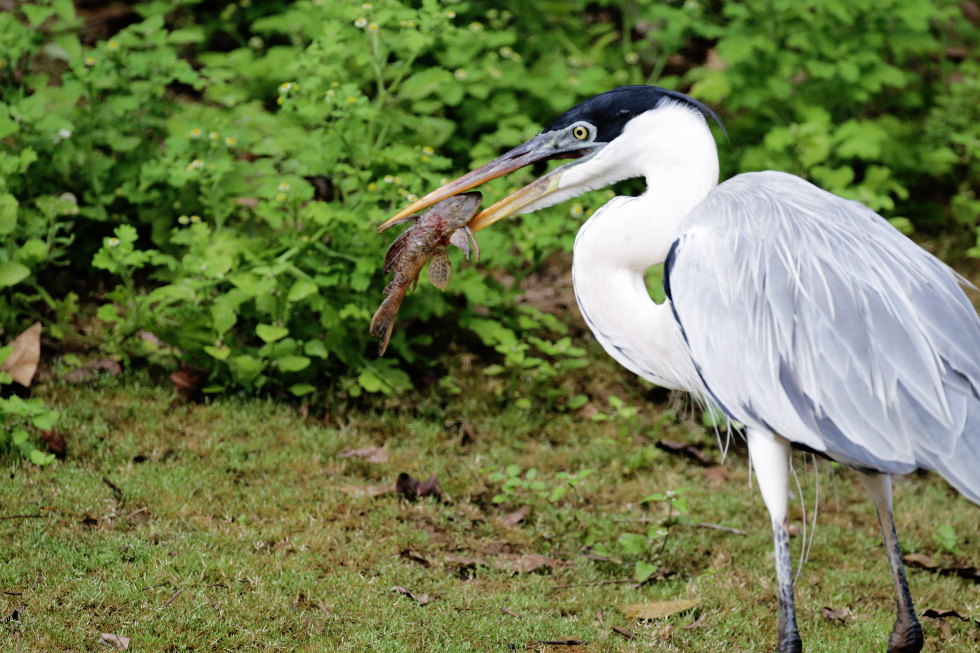 Reisverslag Bolivia: De wetlands van Bolivia - Een reiger heeft een vis gevangen