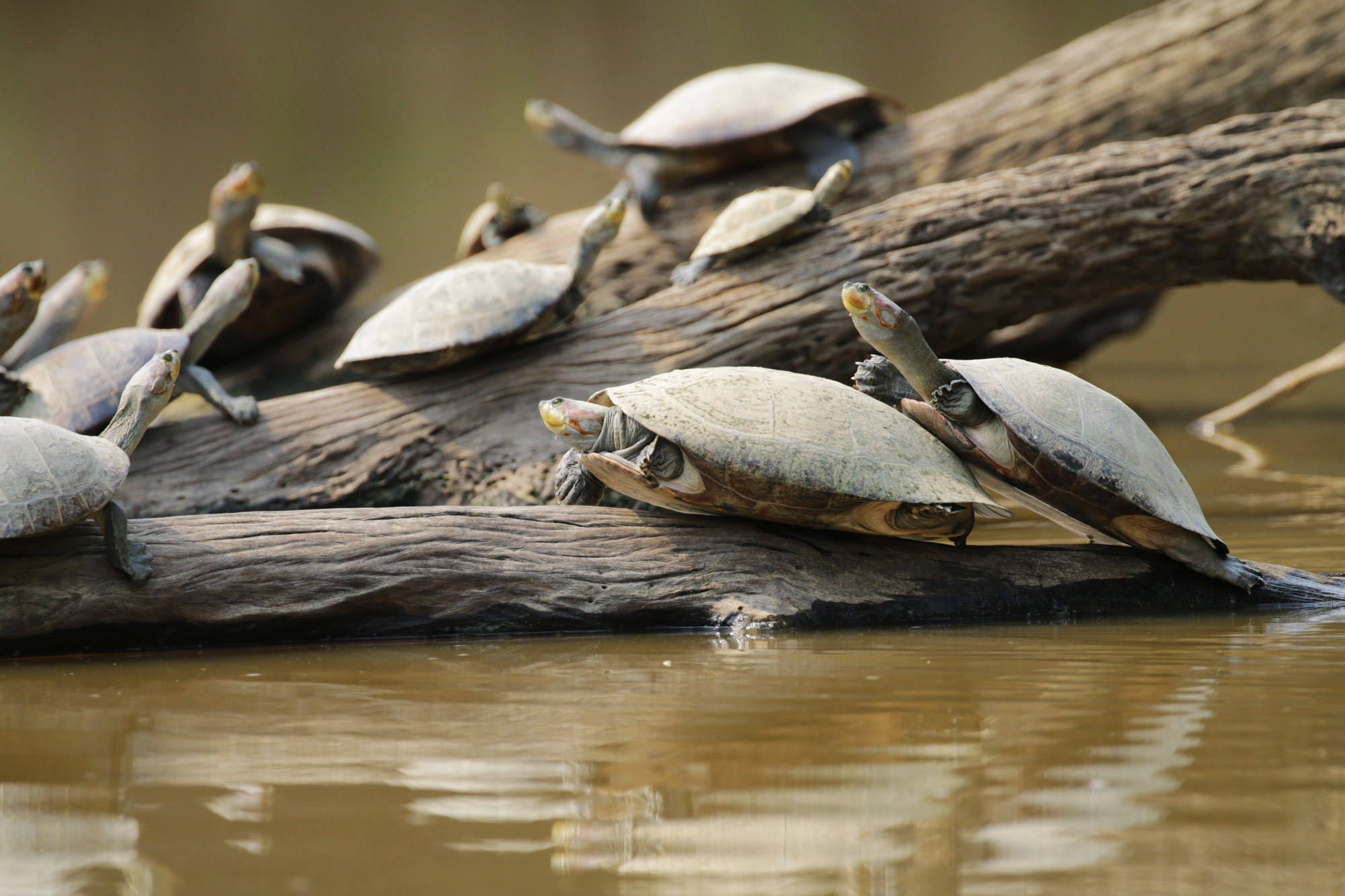 Reisverslag Bolivia: De wetlands van Bolivia - Schildpadden