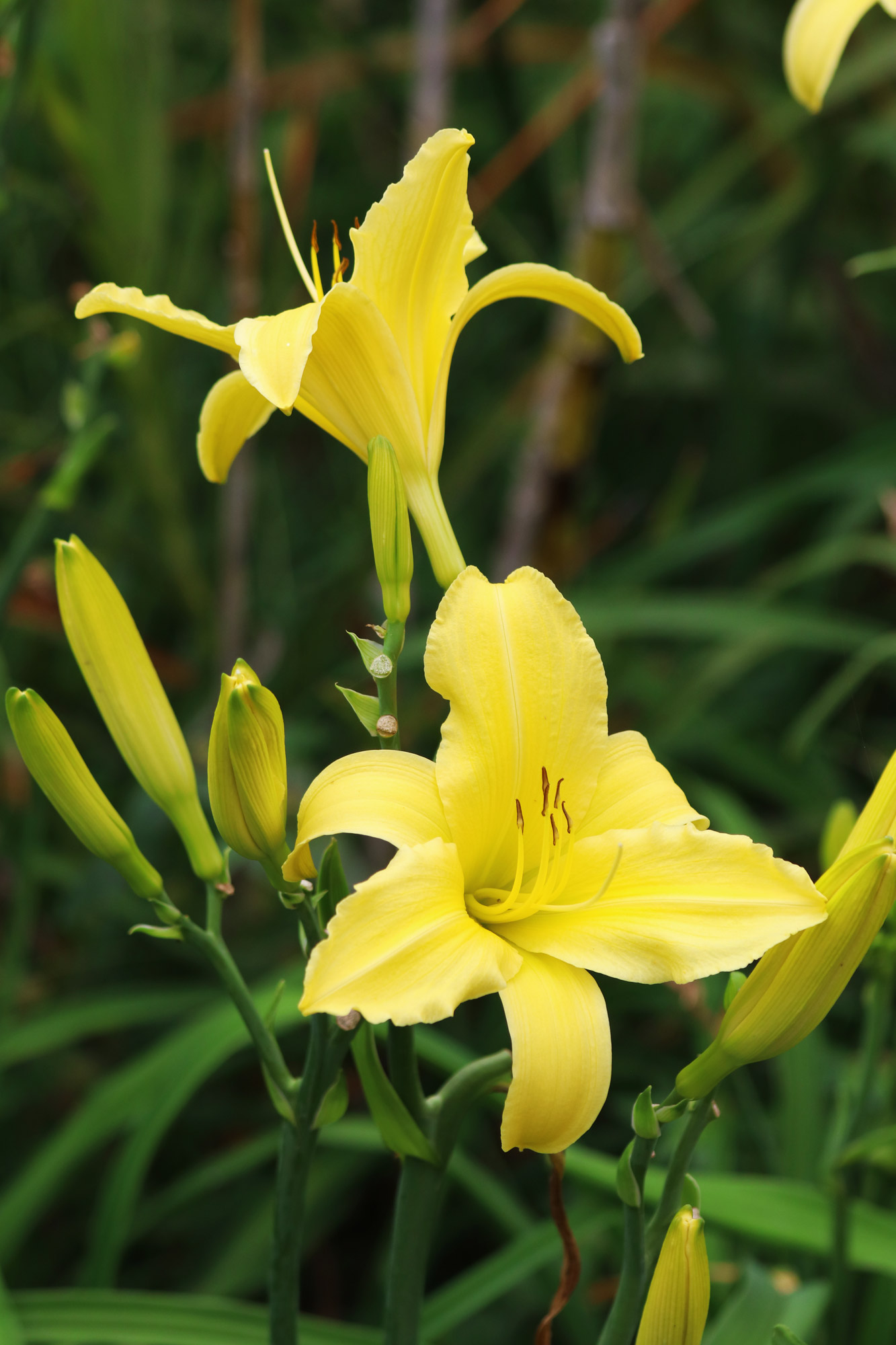 Reisverslag Bolivia: Einde van een spectaculaire reis - Orchideeën