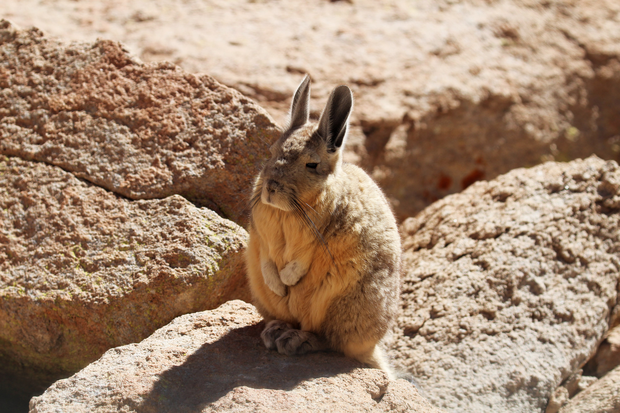 De gaafste dieren van Bolivia: #11 Viscacha