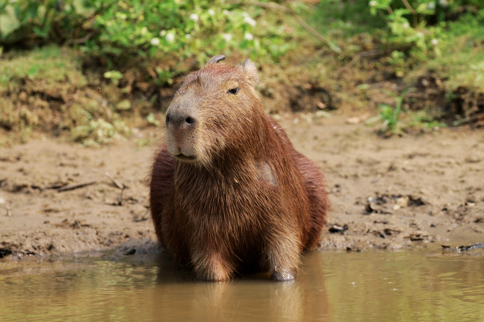 De gaafste dieren van Bolivia: #12 Capibara