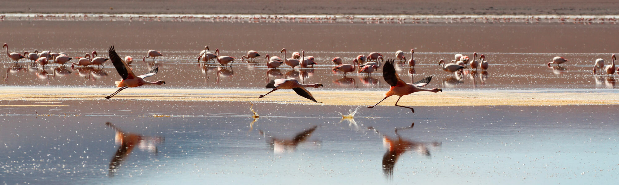 De gaafste dieren van Bolivia: #13 Flamingo