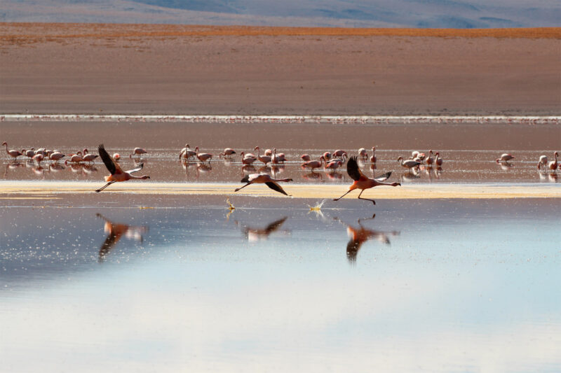 De gaafste dieren van Bolivia: #13 Flamingo