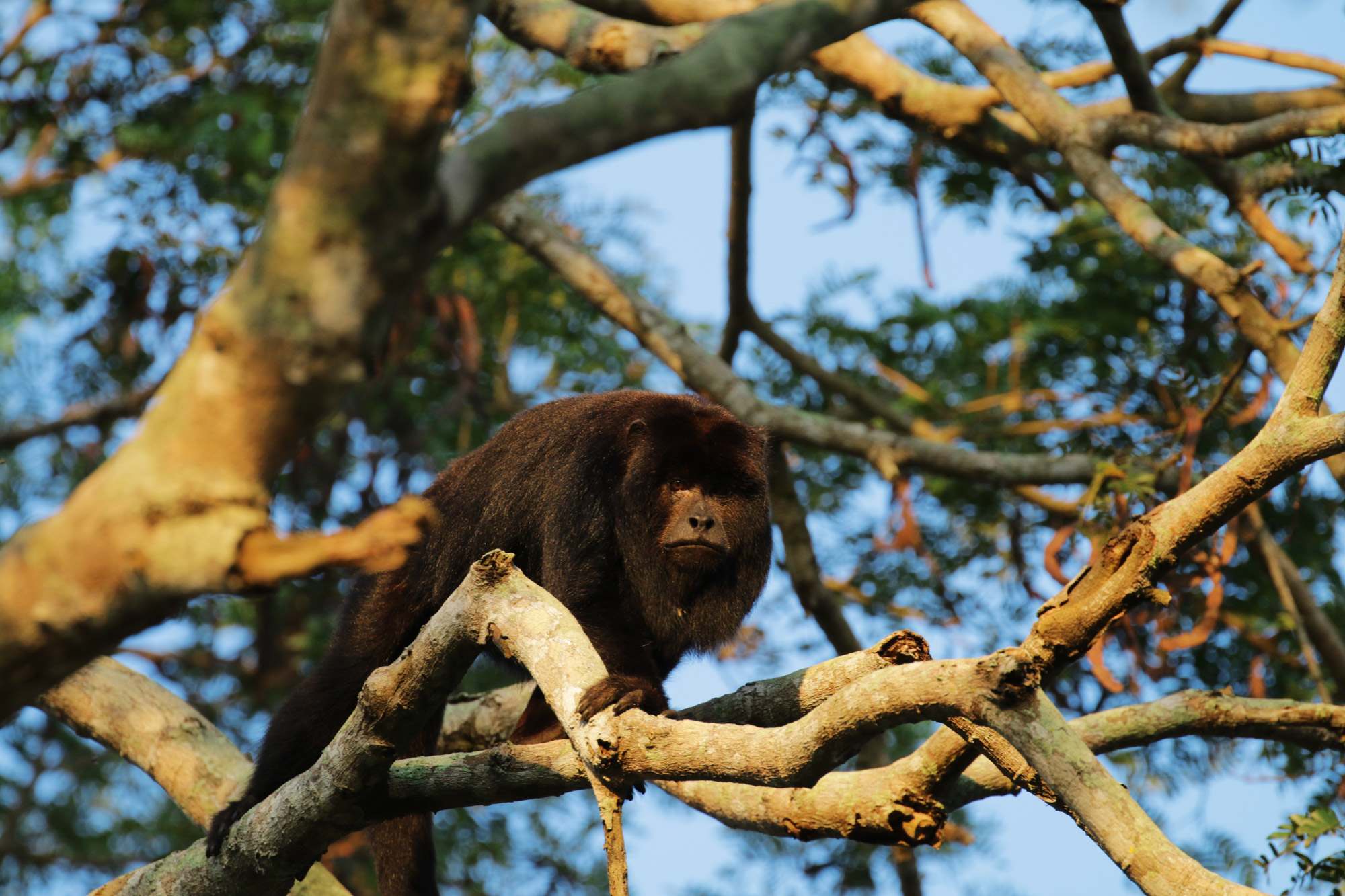 De gaafste dieren van Bolivia: #16 Brulaap