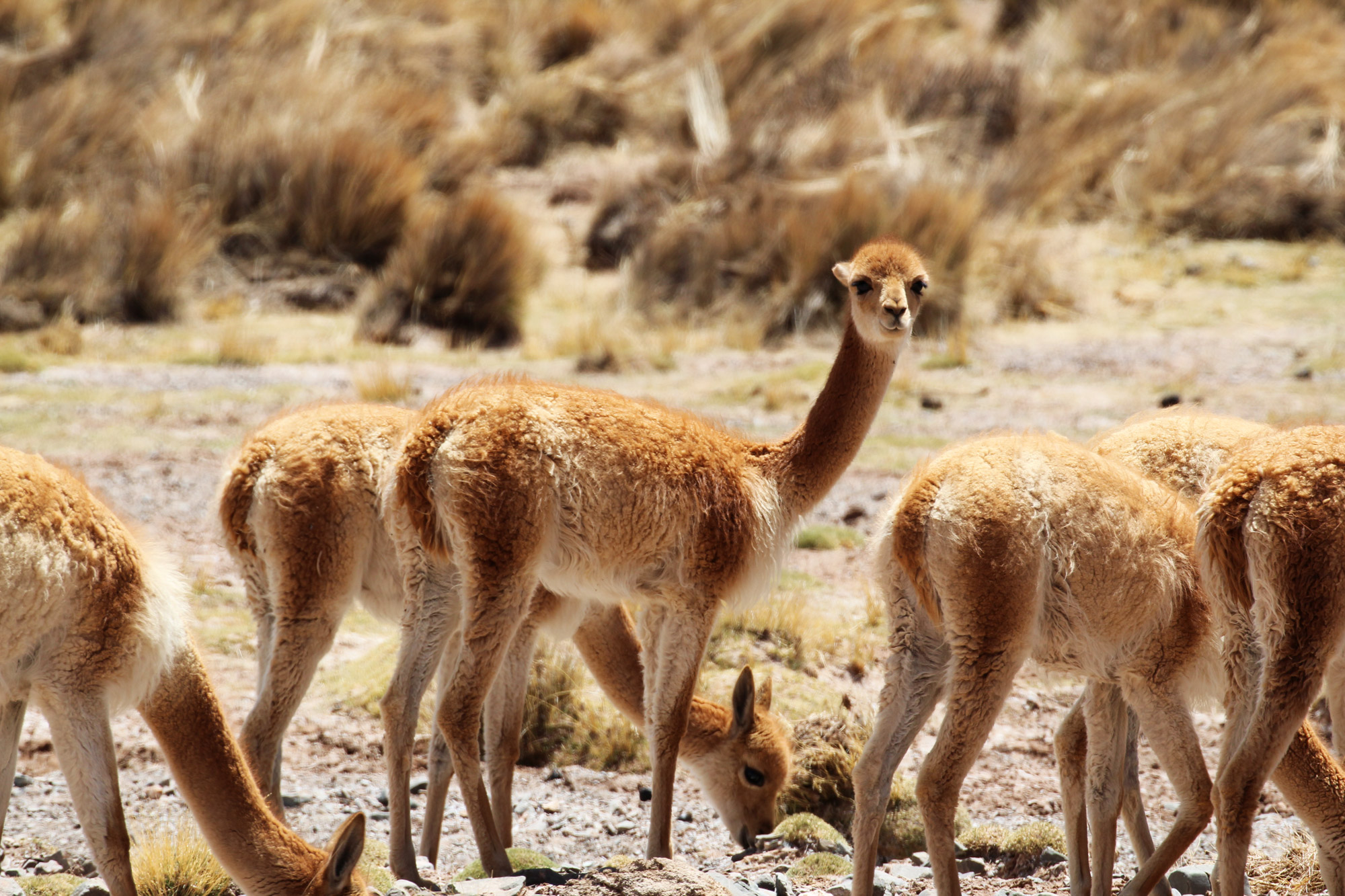 De gaafste dieren van Bolivia: #17 Vicuña