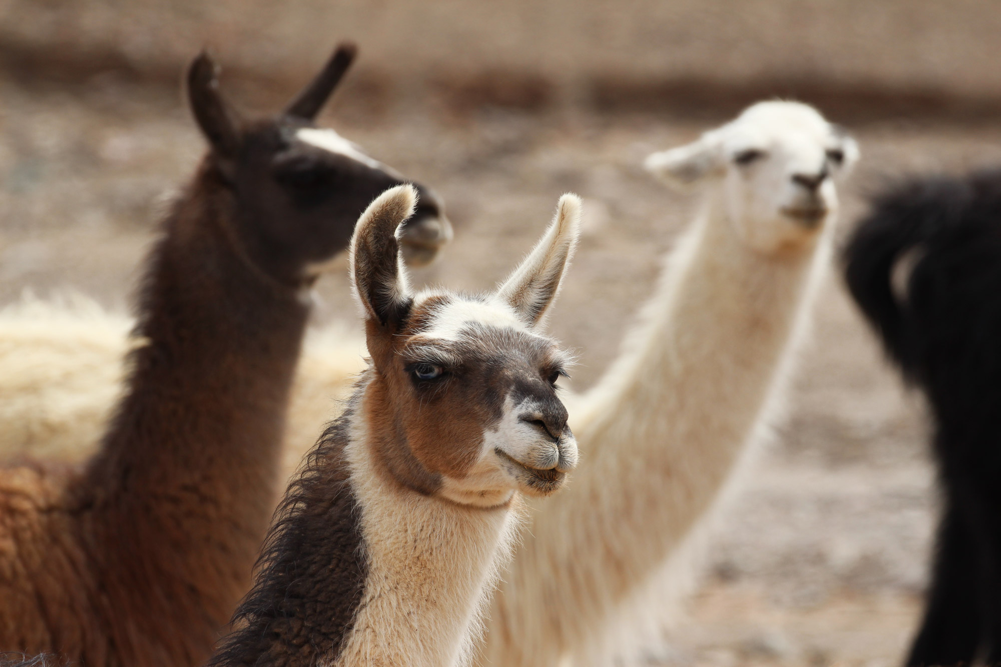 De gaafste dieren van Bolivia: #18 Alpaca